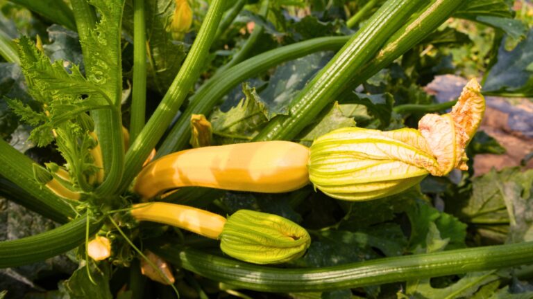 vegetable