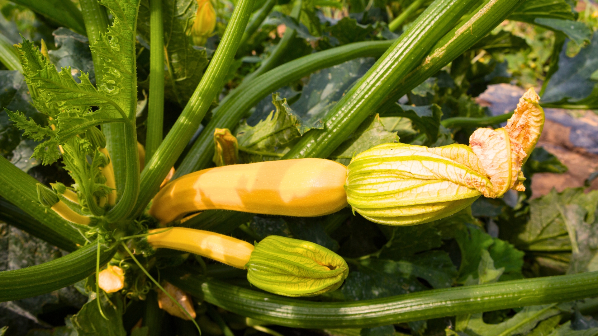 vegetable
