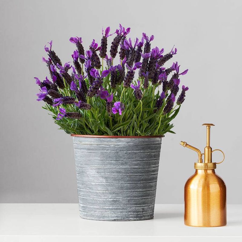 Lavender's Anxiety-Busting Aromatherapy