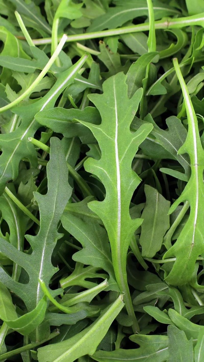 Arugula