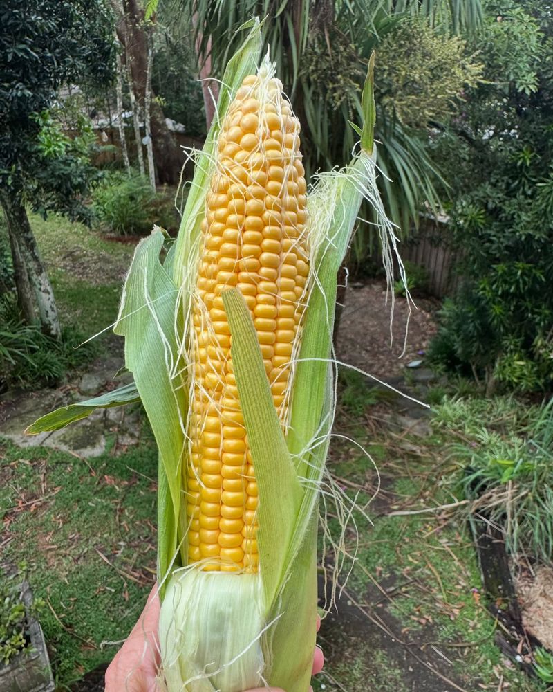 Sweet Corn: Summer's Golden Treasure