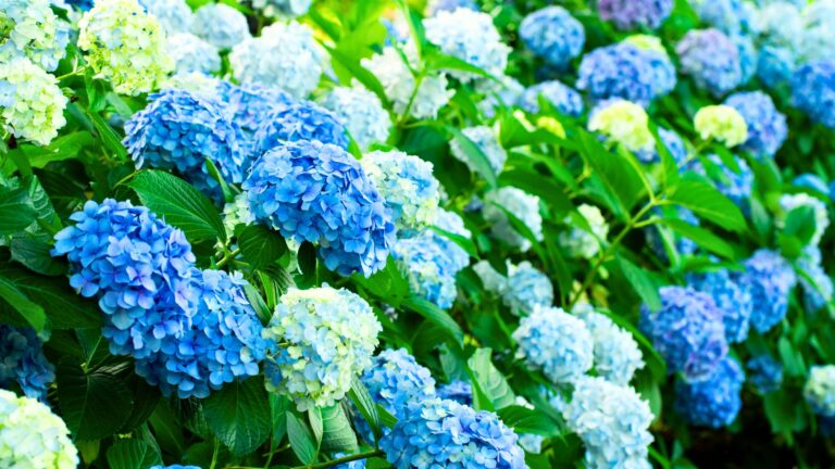 Hydrangea