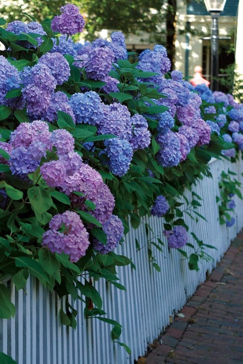 All Hydrangeas Need Shade