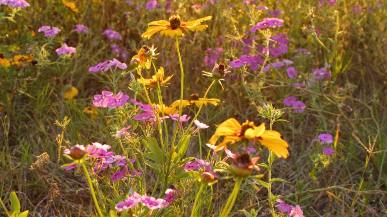 wildflowers