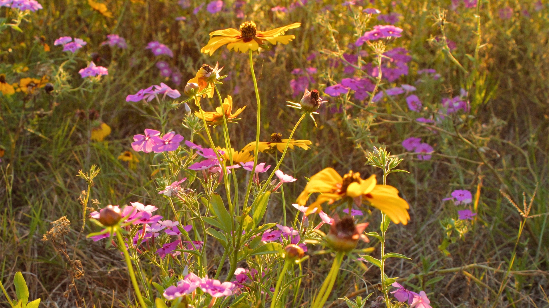 wildflowers