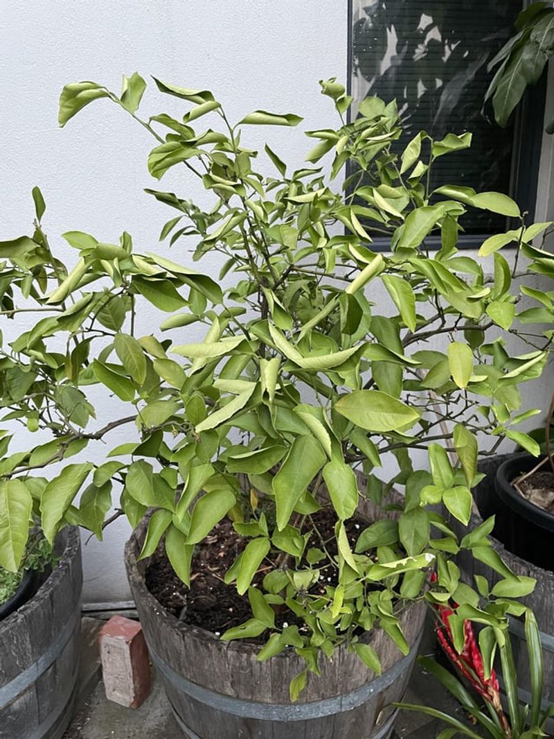 Overwatering Blunders