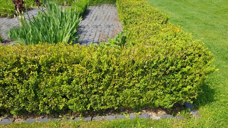 Boxwood