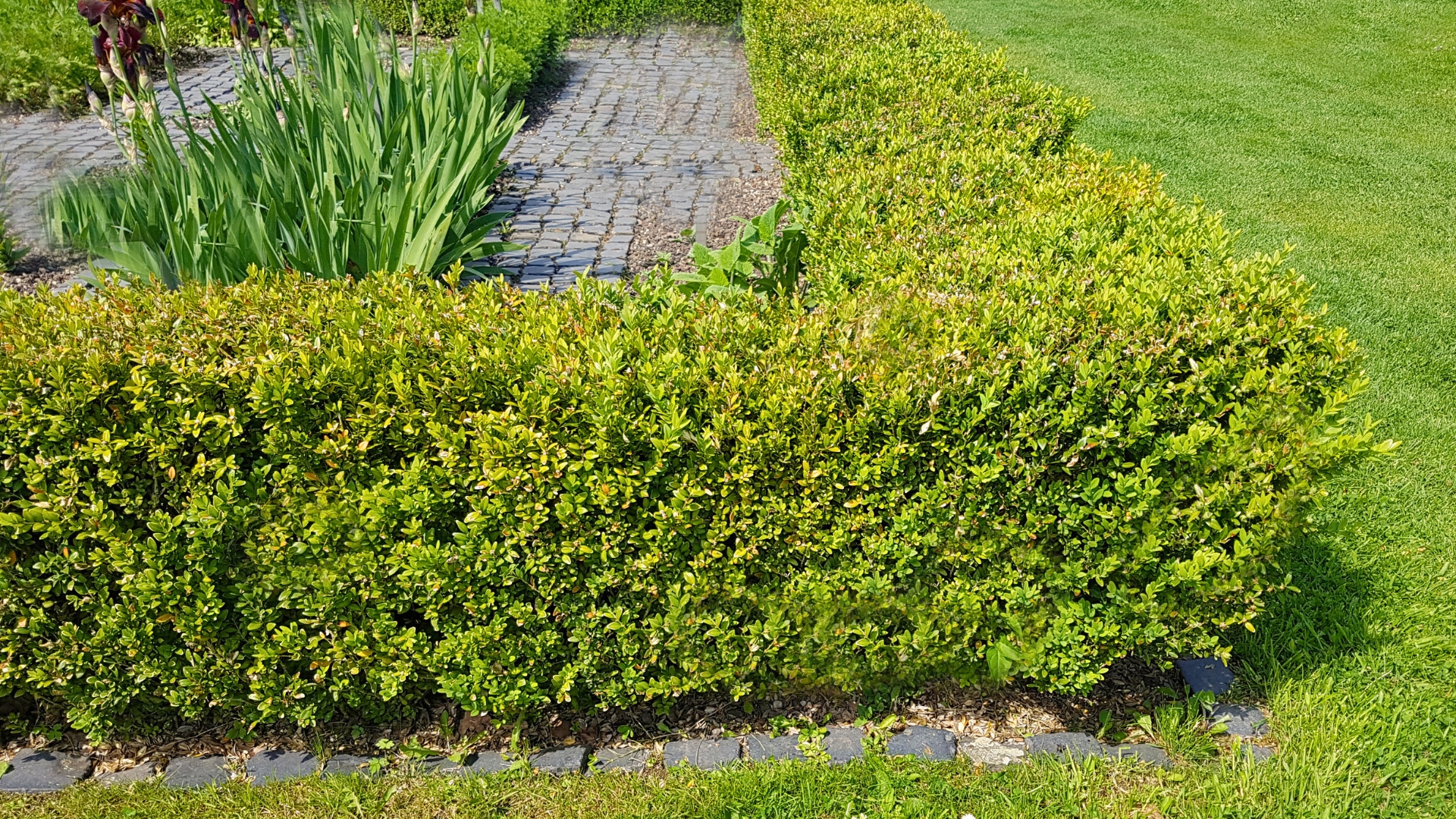 Boxwood