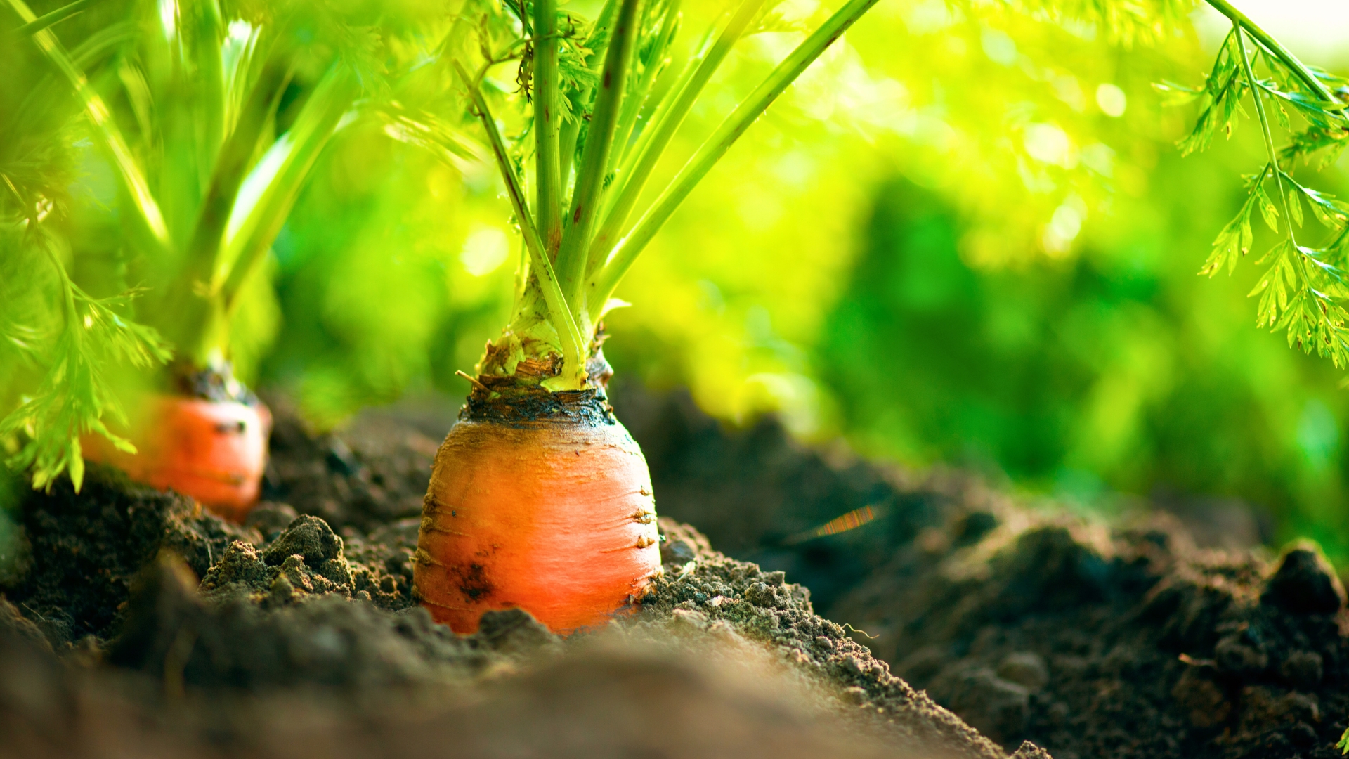 Carrots