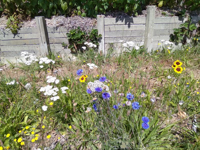 Scatter Seeds Strategically