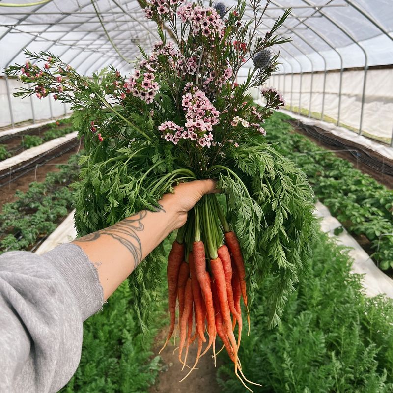Carrots: Underground Treasures