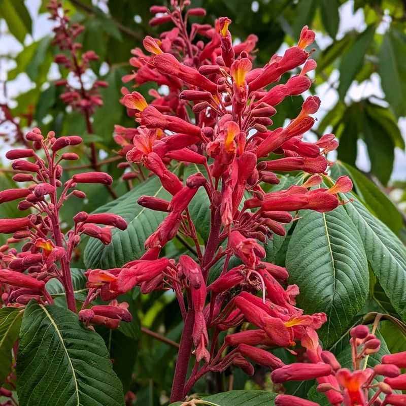 Red Buckeye