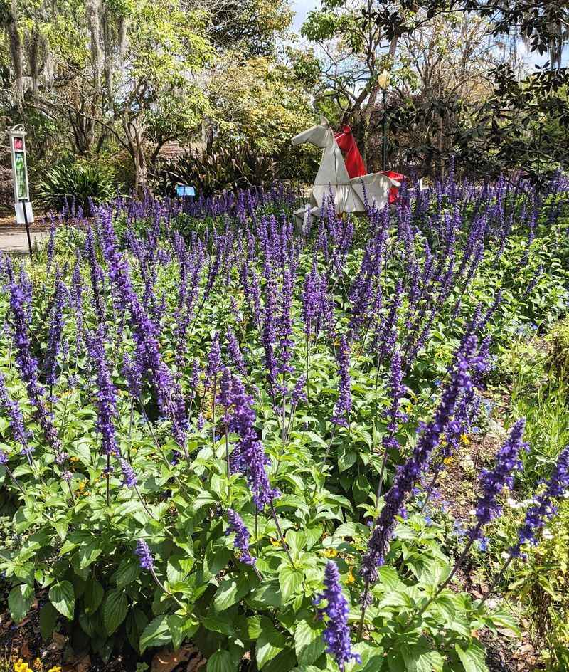Salvia