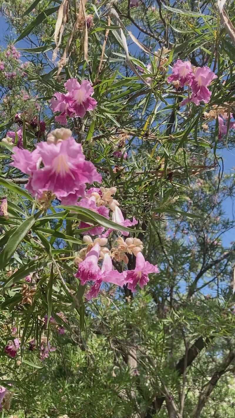 Desert Willow