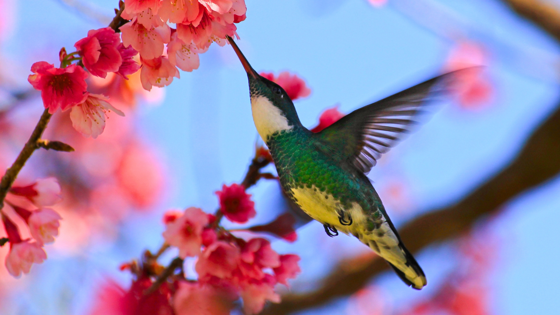 Hummingbird