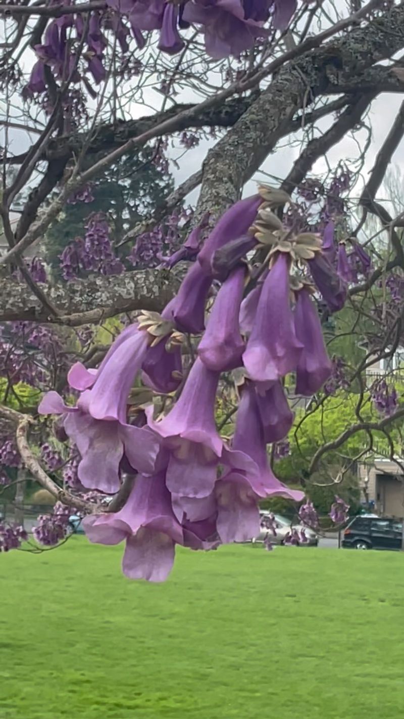 Trumpet Tree (Catalpa)