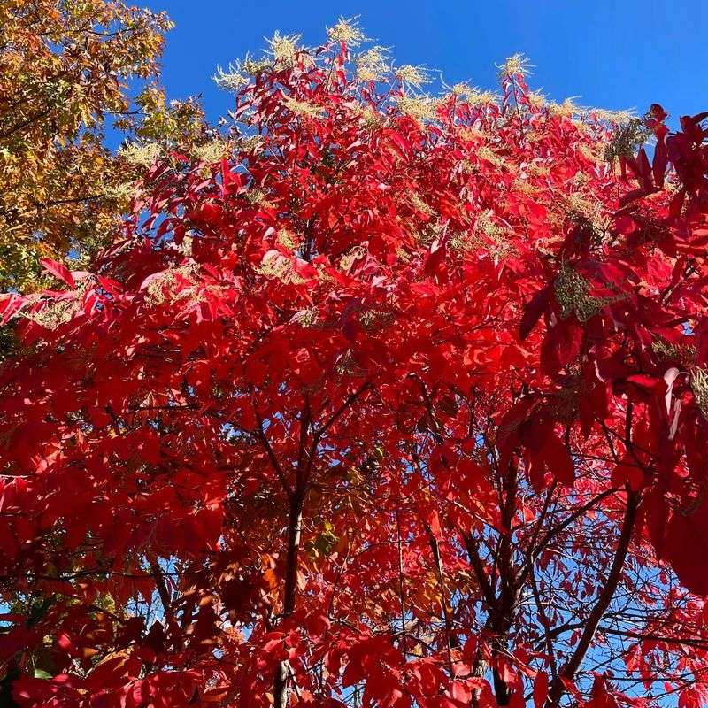 Sourwood Tree