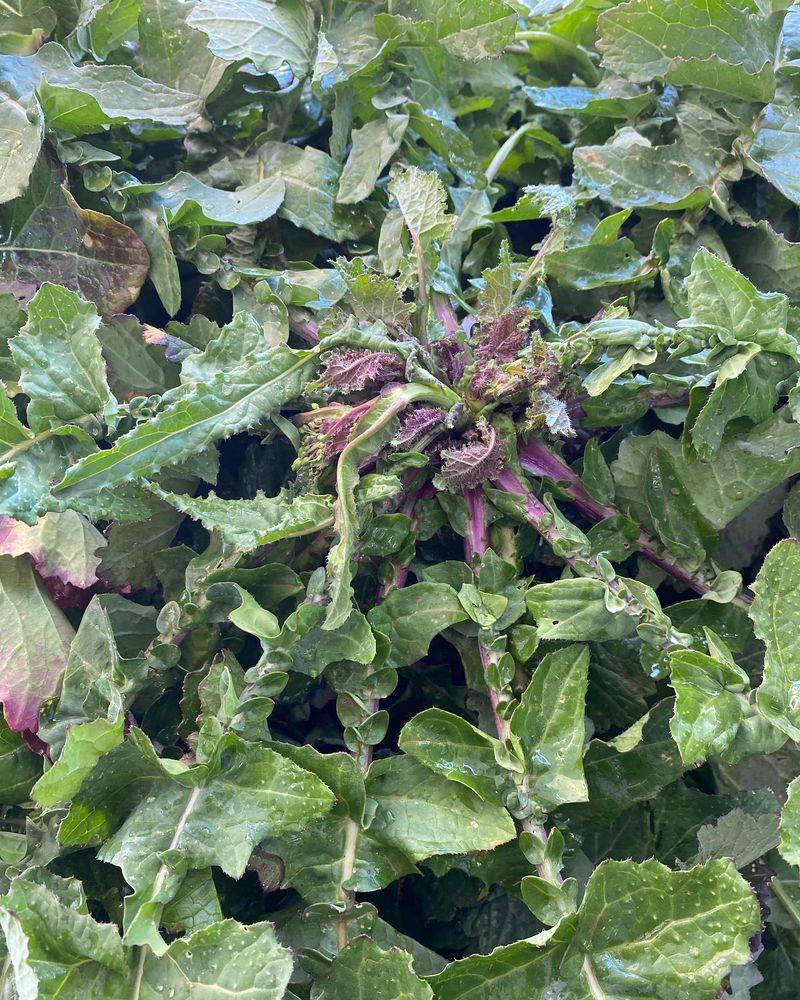 Turnip Greens