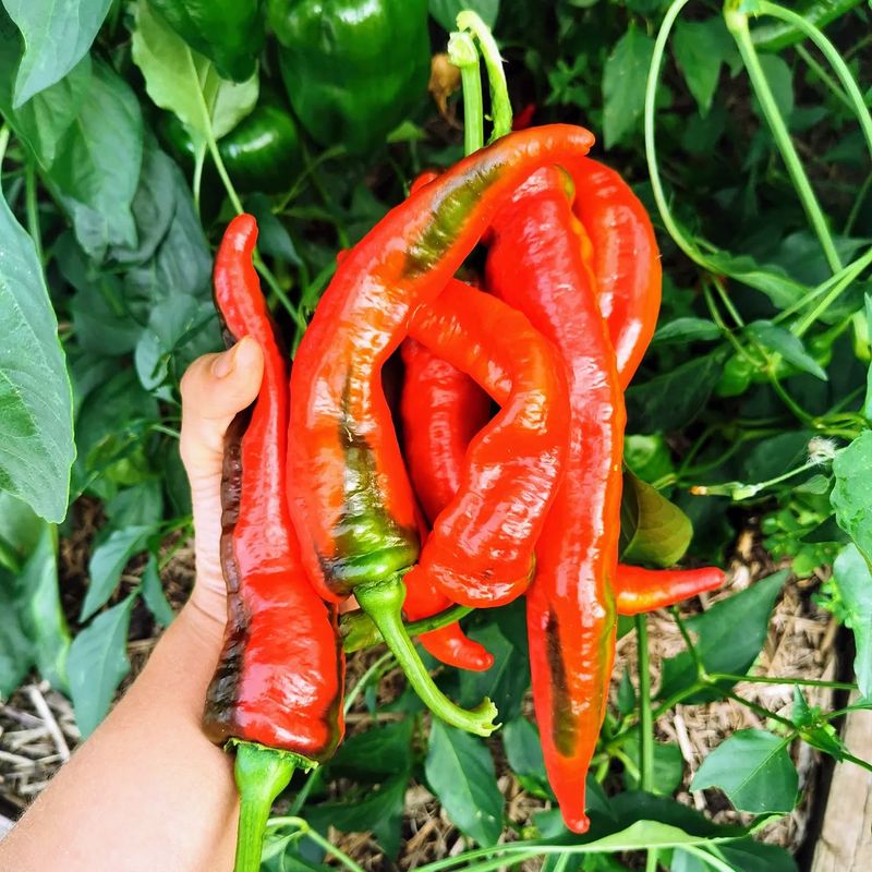 Jimmy Nardello Peppers