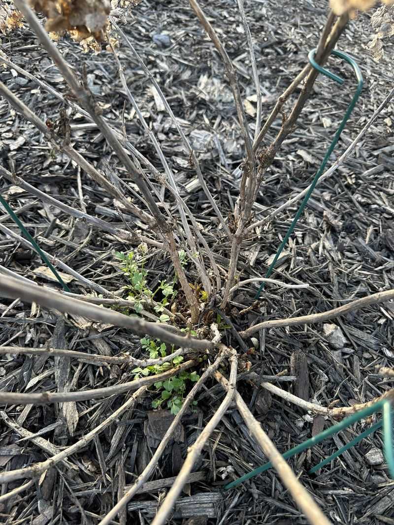 Dead-Looking Winter Plants Are Goners