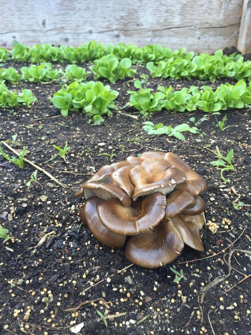Mulch Mushroom Growing Medium