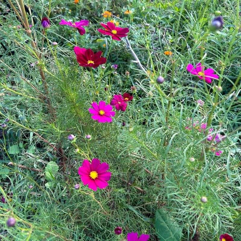 Cosmos