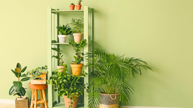 Houseplants
