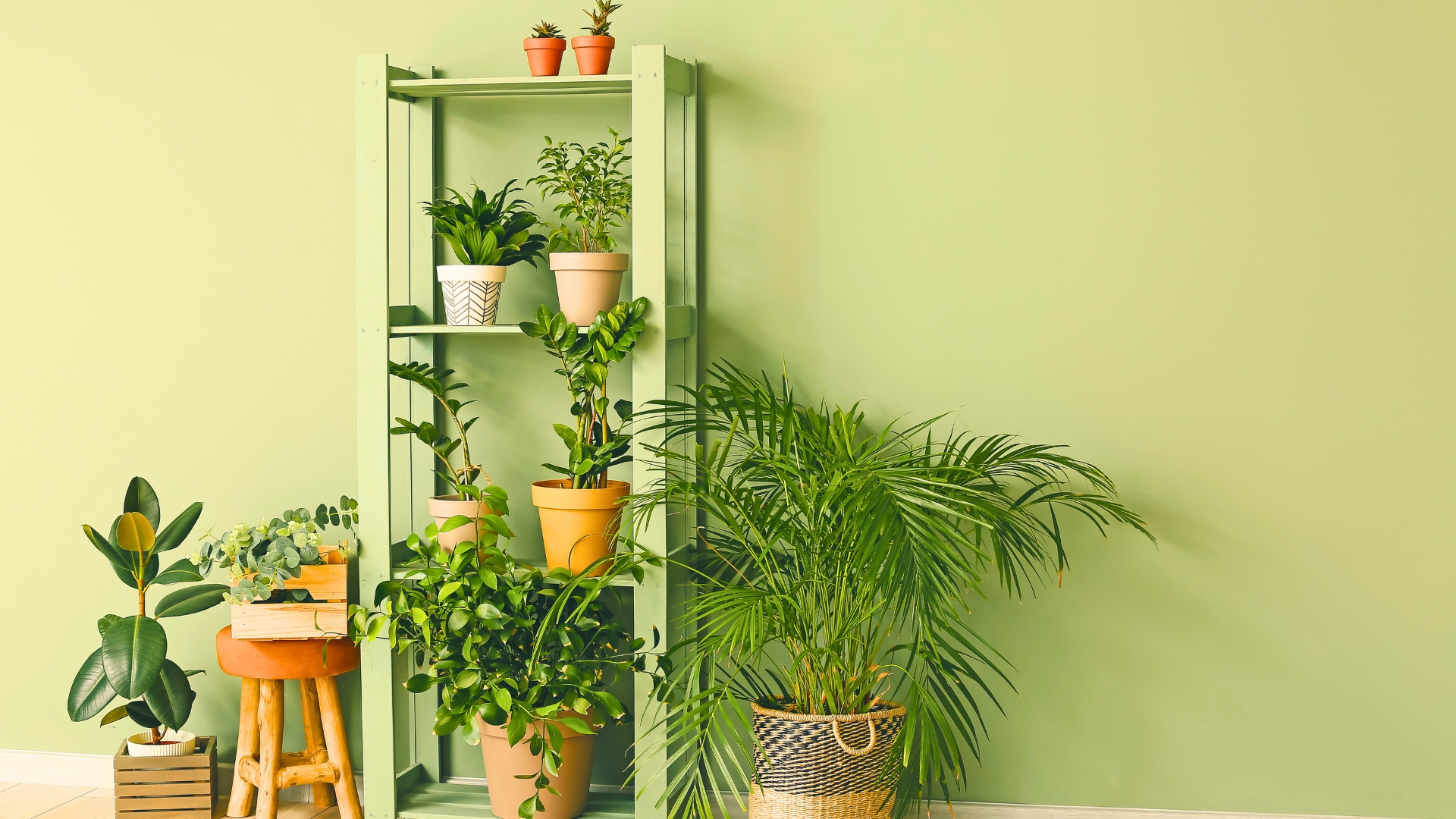 Houseplants