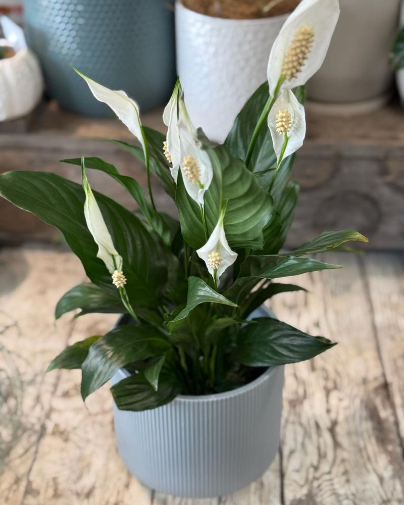 Peace Lily's Secret Toxin-Fighting Abilities