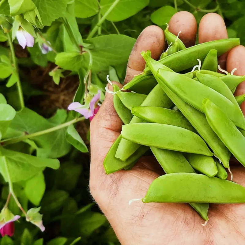 Peas: Spring's First Offering