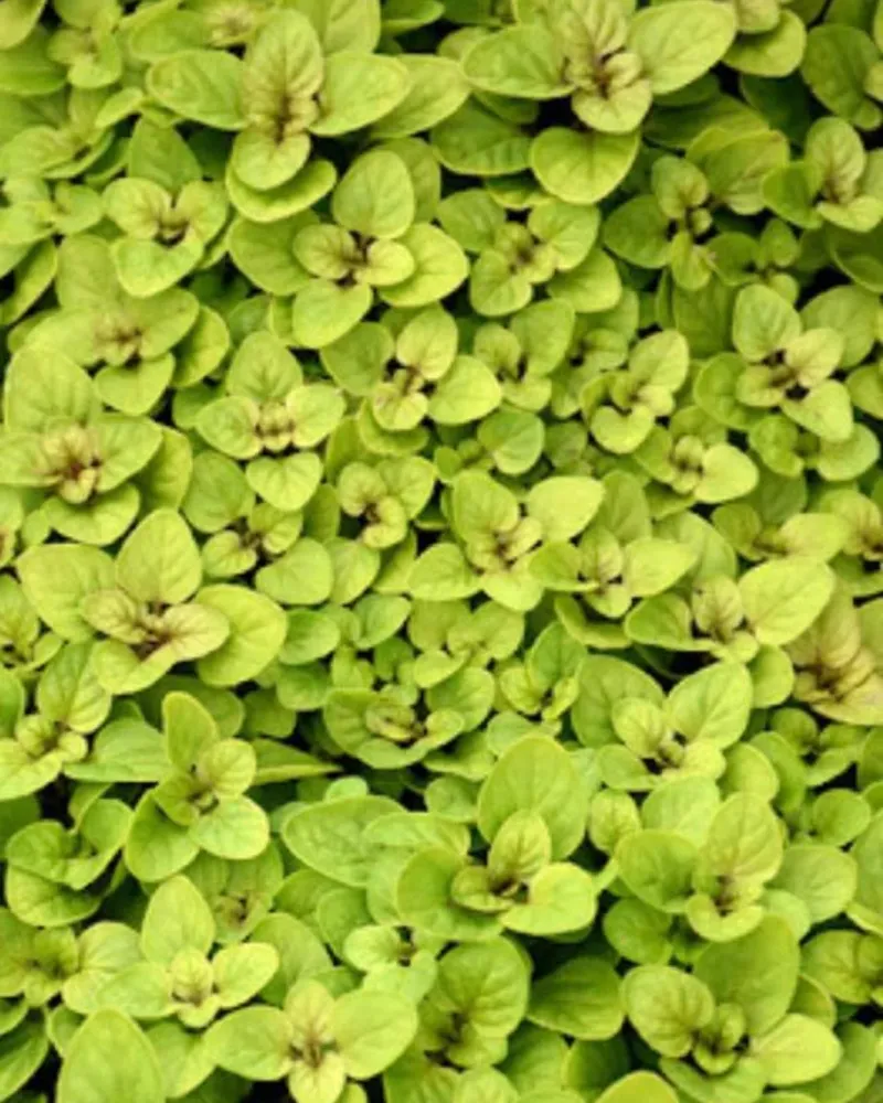 Oregano