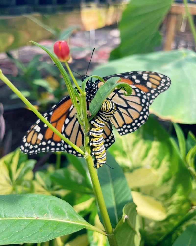 Include Host Plants