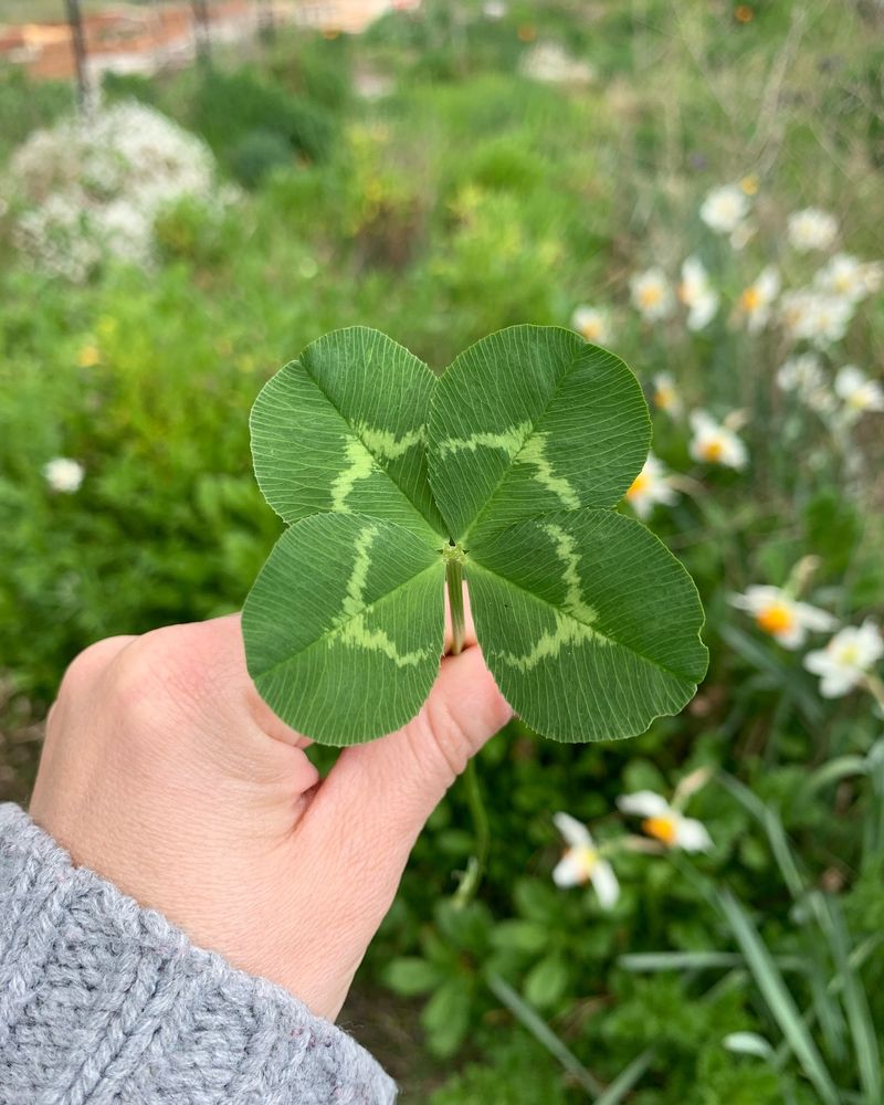 Four-Leaf Clover