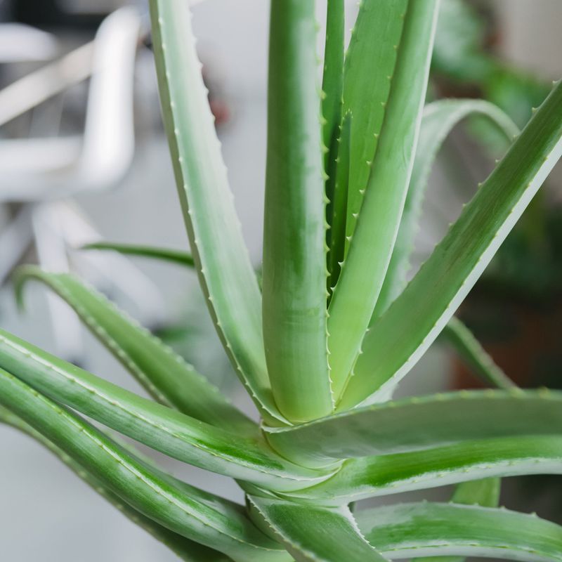 Aloe Vera