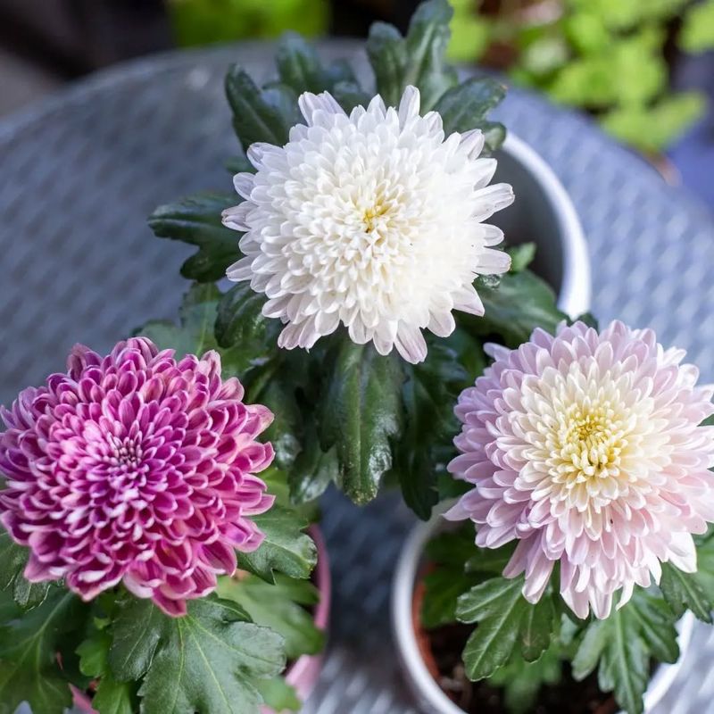 Chrysanthemum