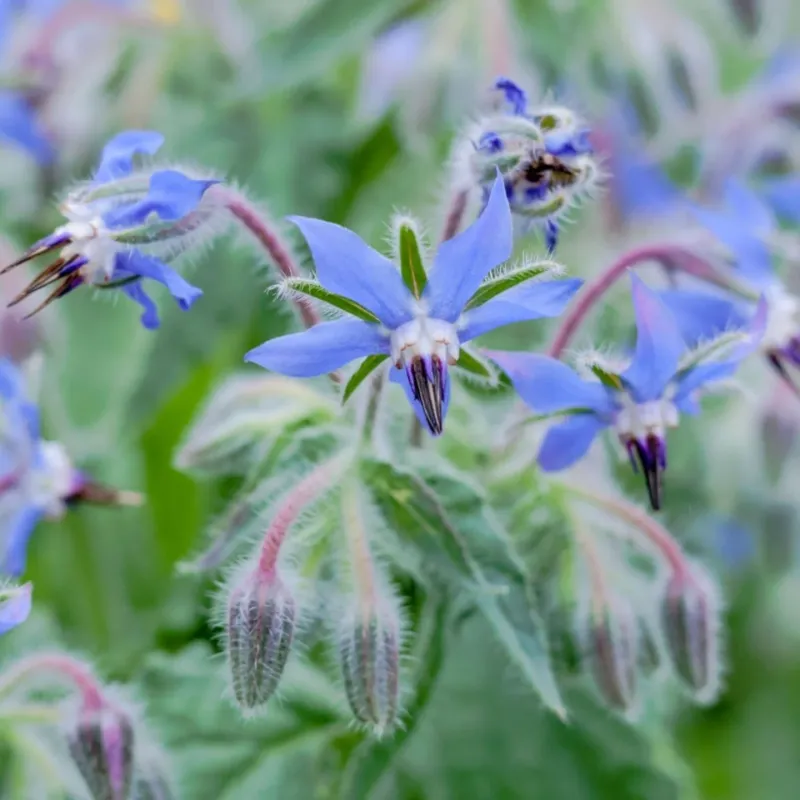Borage