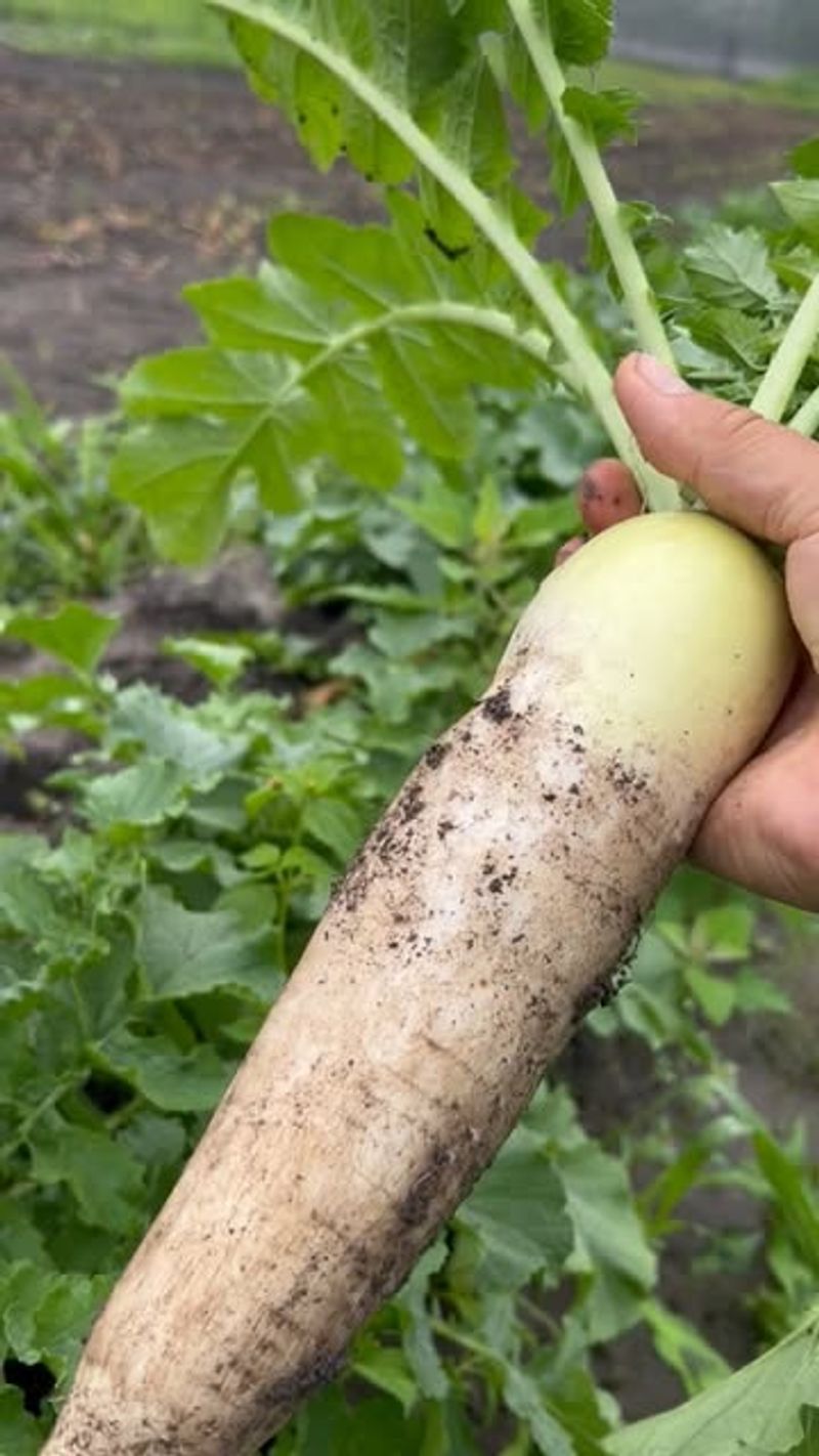Daikon Radish