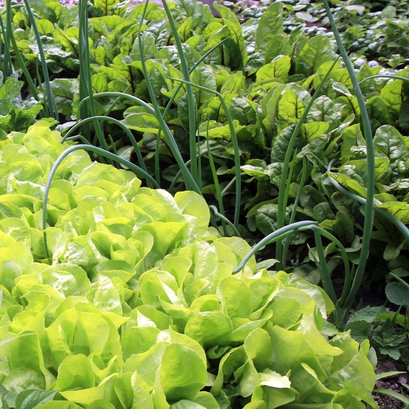 Companion Planting Strategy