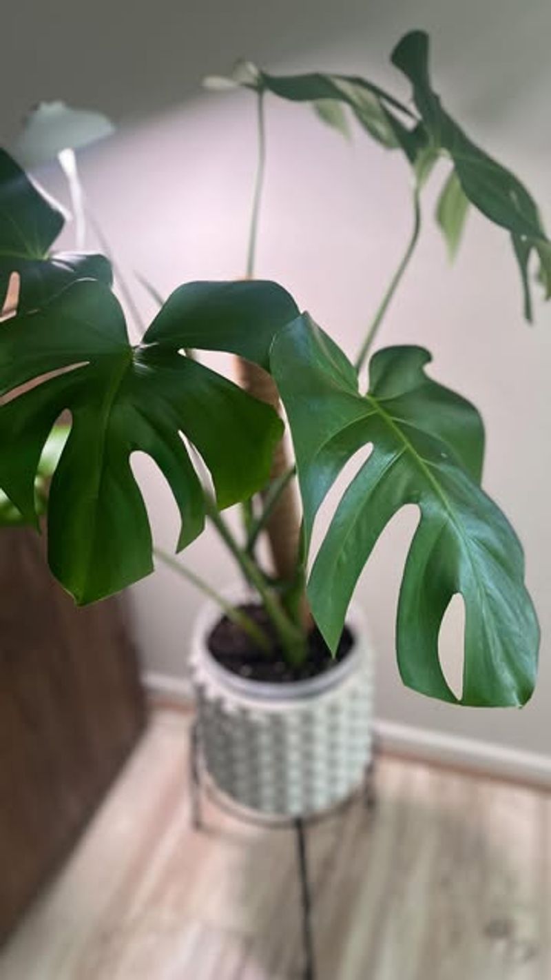 Curling Leaves
