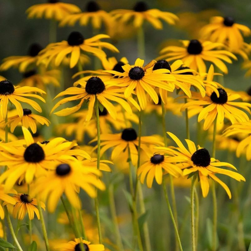 Black-Eyed Susans