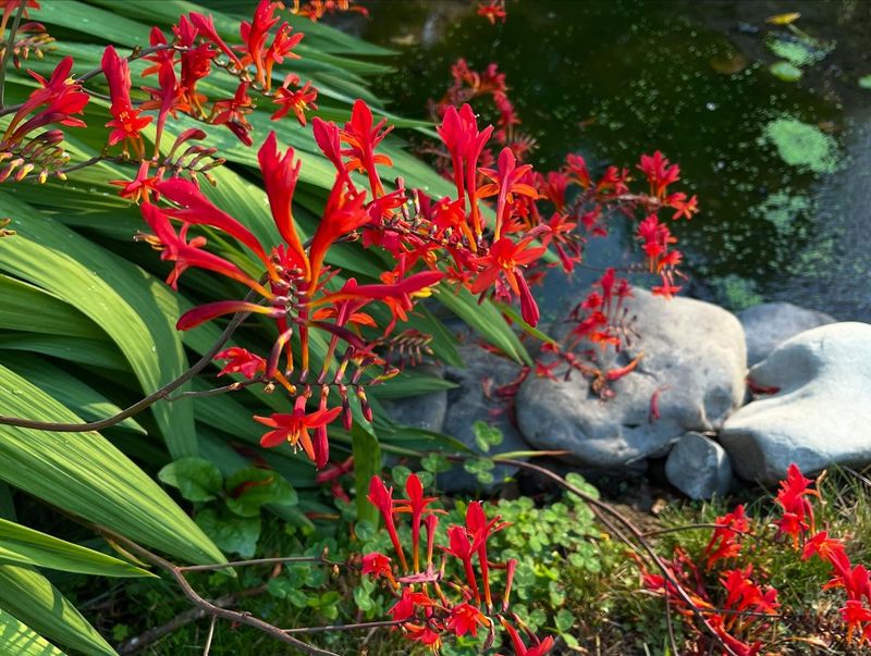 Crocosmia 'Lucifer'