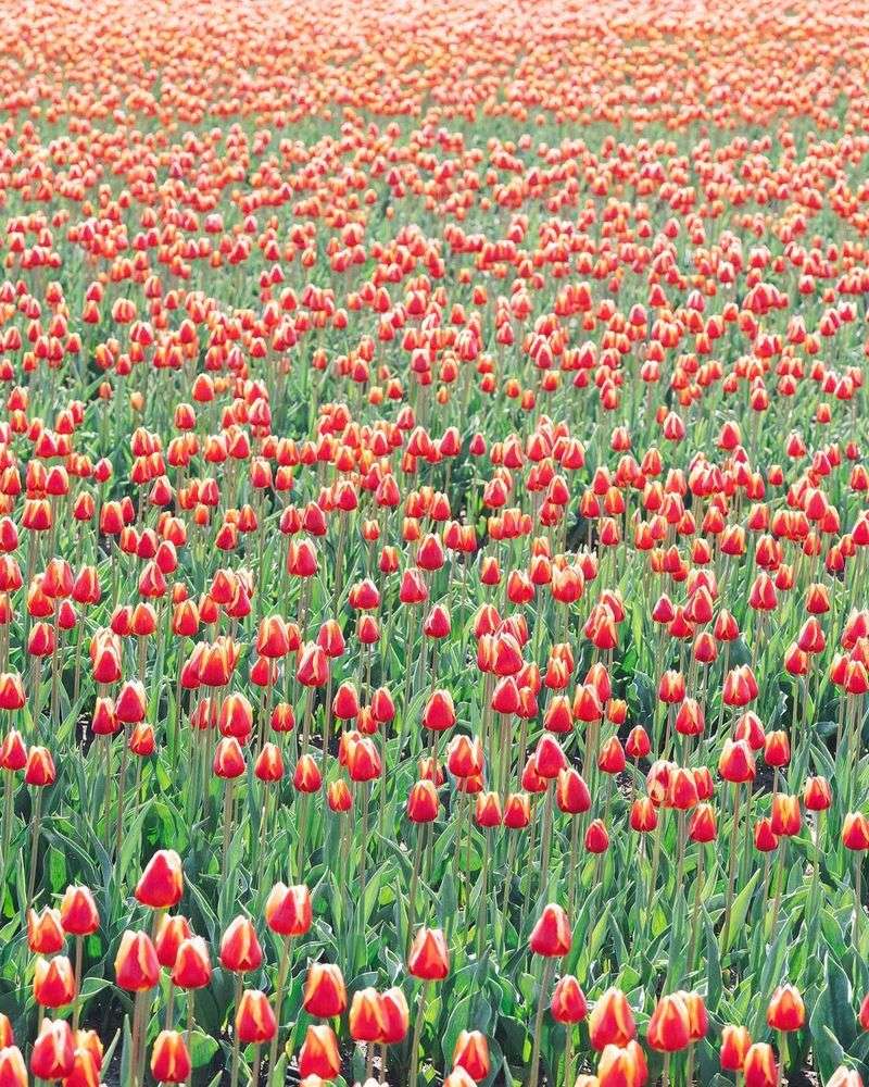 Red Tulips