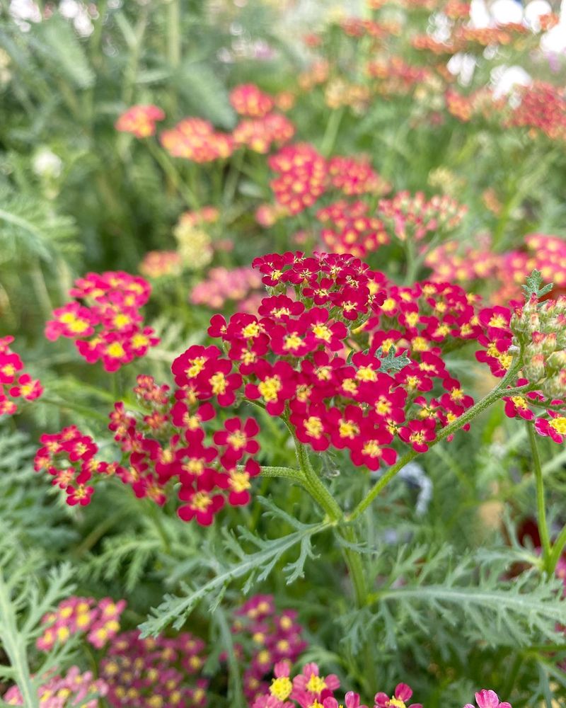 Achillea