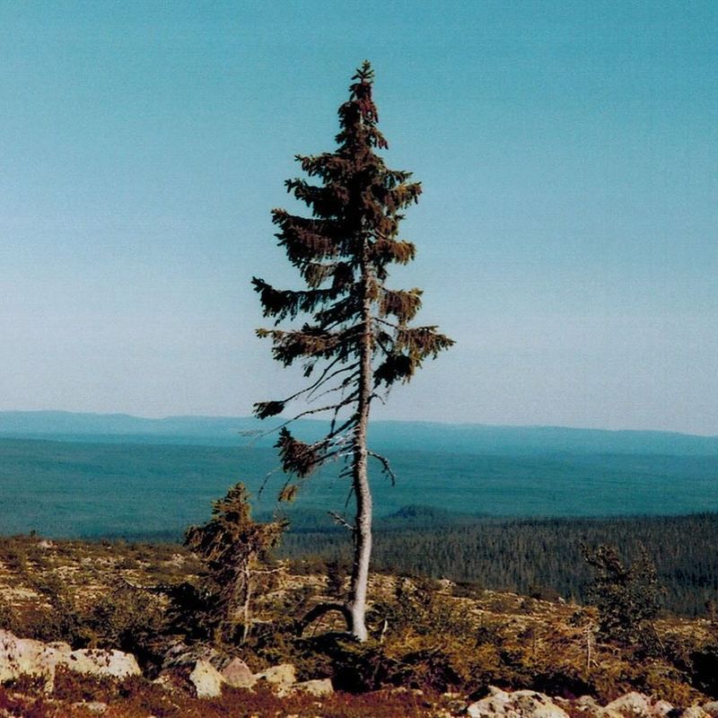 Old Tjikko