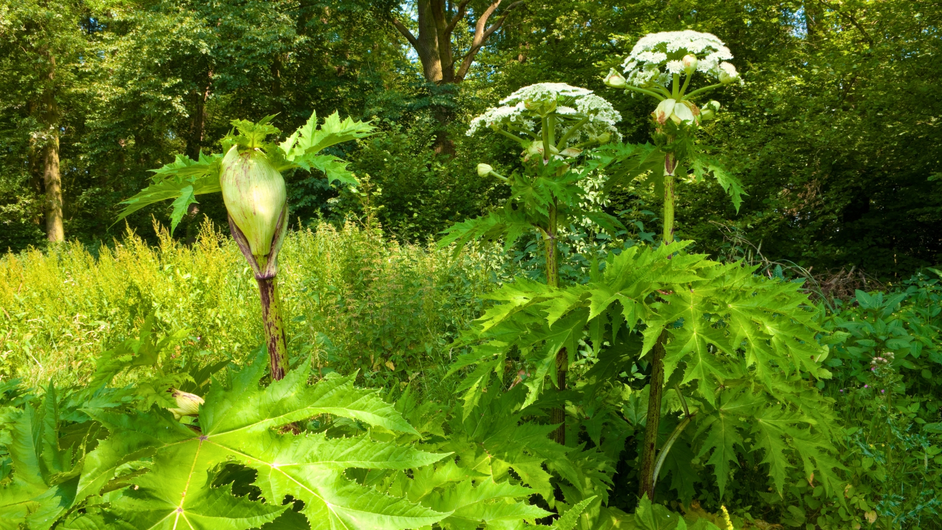 Hogweed