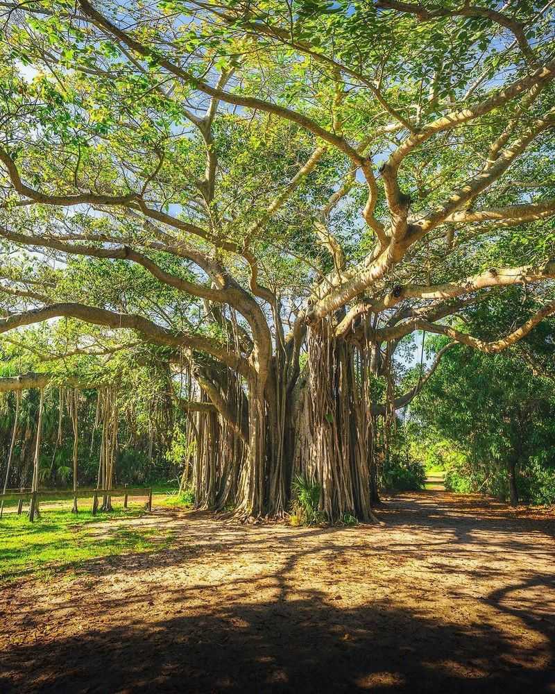 Great Banyan