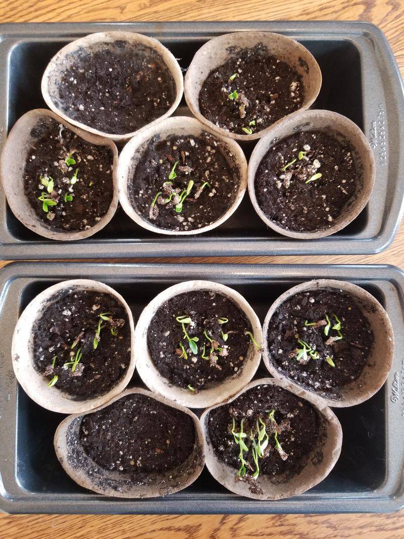 Start Seeds Early