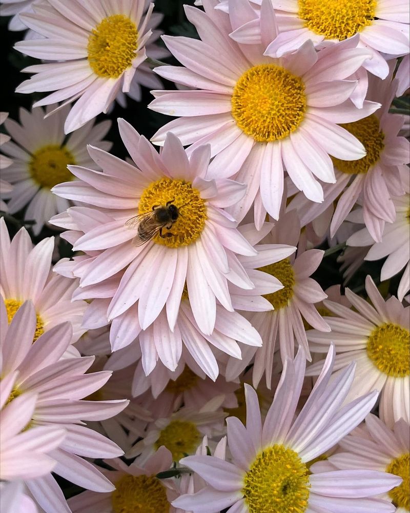 Sheffield Pink