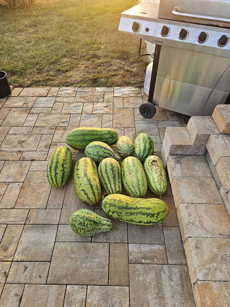 Size and Shape Evaluation