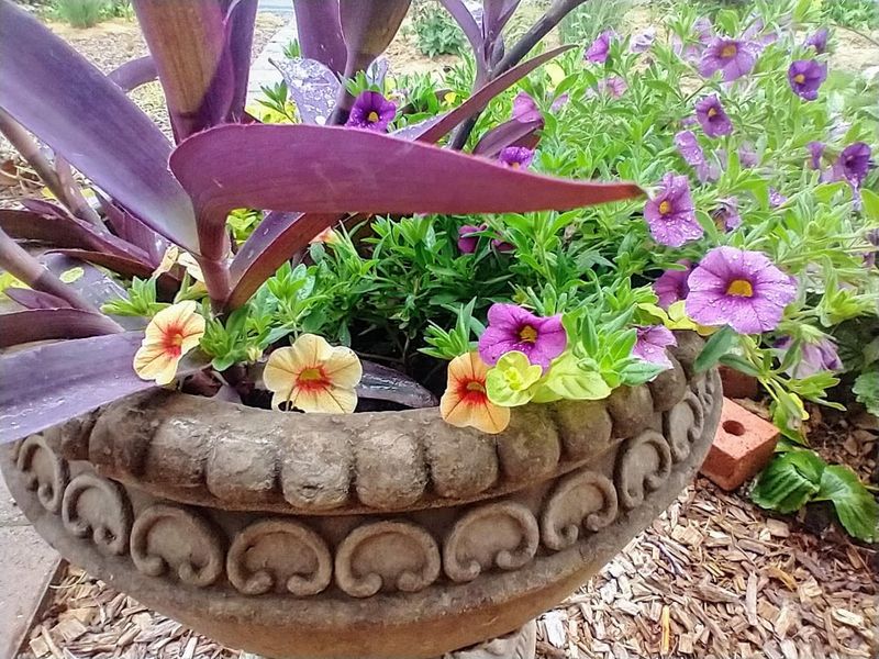 Overwintering Options